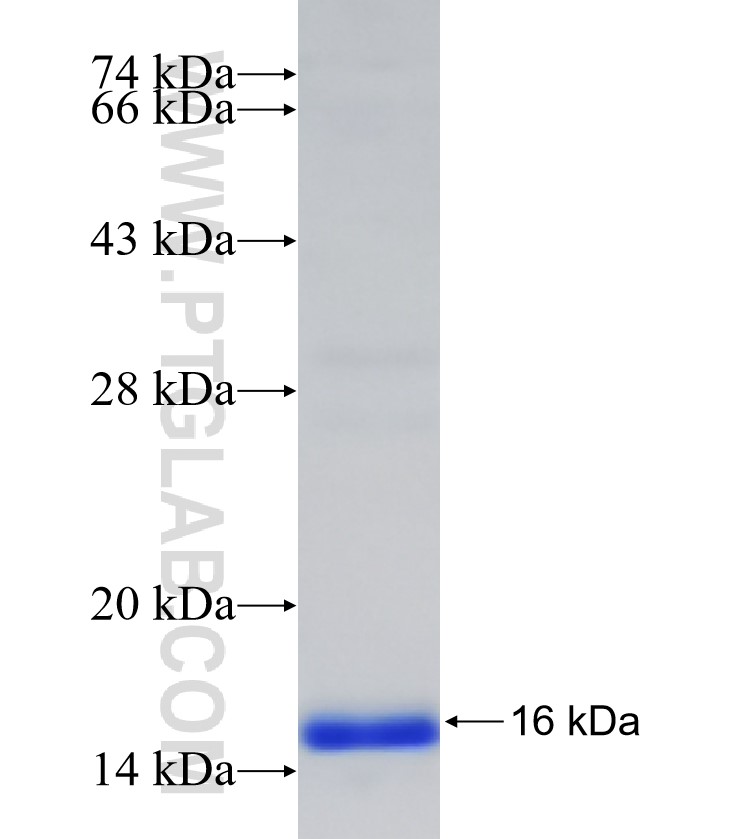 OGG1 fusion protein Ag32942 SDS-PAGE OGG1 fusion protein Ag32942 SDS-PAGE