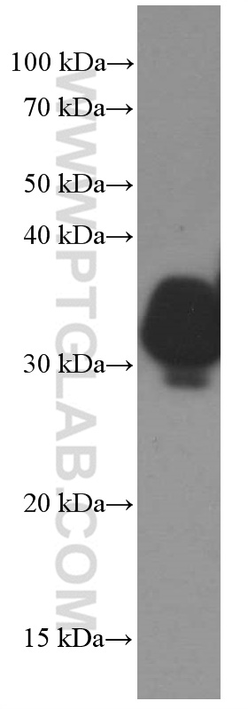 WB analysis of human artery using 66382-1-Ig (same clone as 66382-1-PBS)