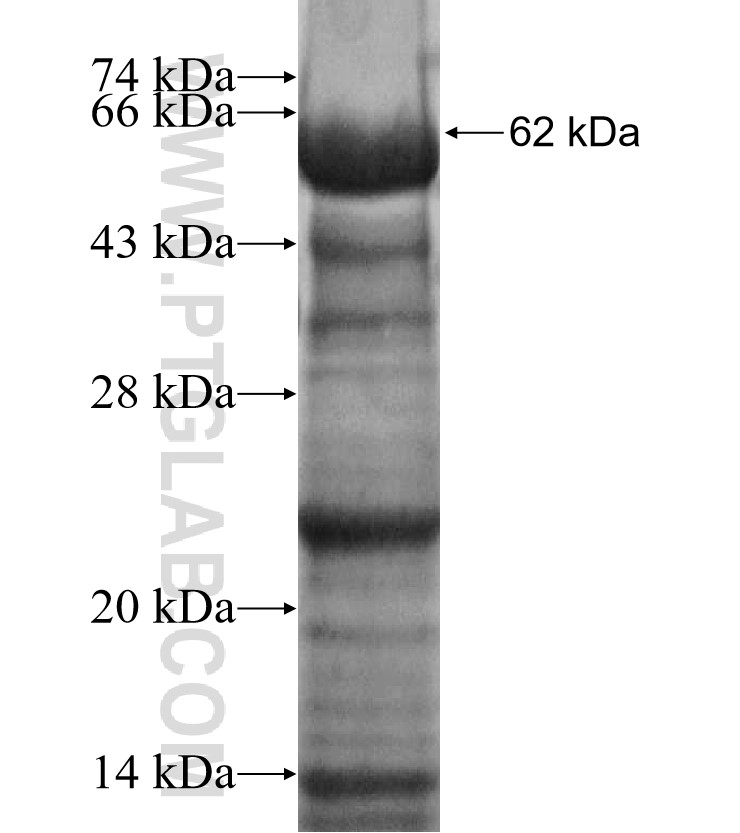 OGN fusion protein Ag3484 SDS-PAGE