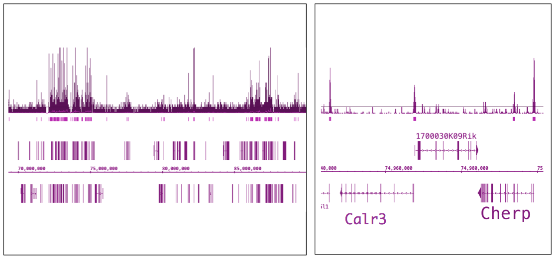 OGT/O-GlcNAc transferase (pAb) tested by ChIP-Seq. ChIP was performed using the ChIP-IT High Sensitivity Kit (Cat. No. 53040) with chromatin from 3 million primary mouse T cells and 5 ul of OGT antibody. ChIP DNA was sequenced on the Illumina HiSeq and 14 million sequence tags were mapped to identify OGT binding sites. The image on the left shows many OGT binding sites within a 25 million bp region on mouse chromosome 8. The image on the right shows that binding sites are localized to gene promoters as expected based on the known interaction with the H3K4 methylating COMPASS complex.