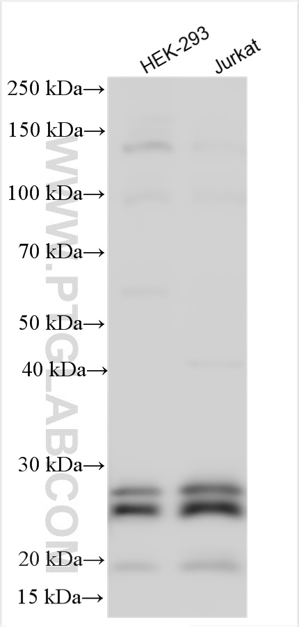 WB analysis using 12142-1-AP