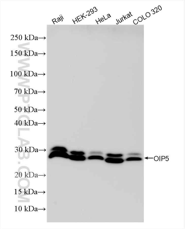 WB analysis using 85757-5-RR (same clone as 85757-5-PBS)