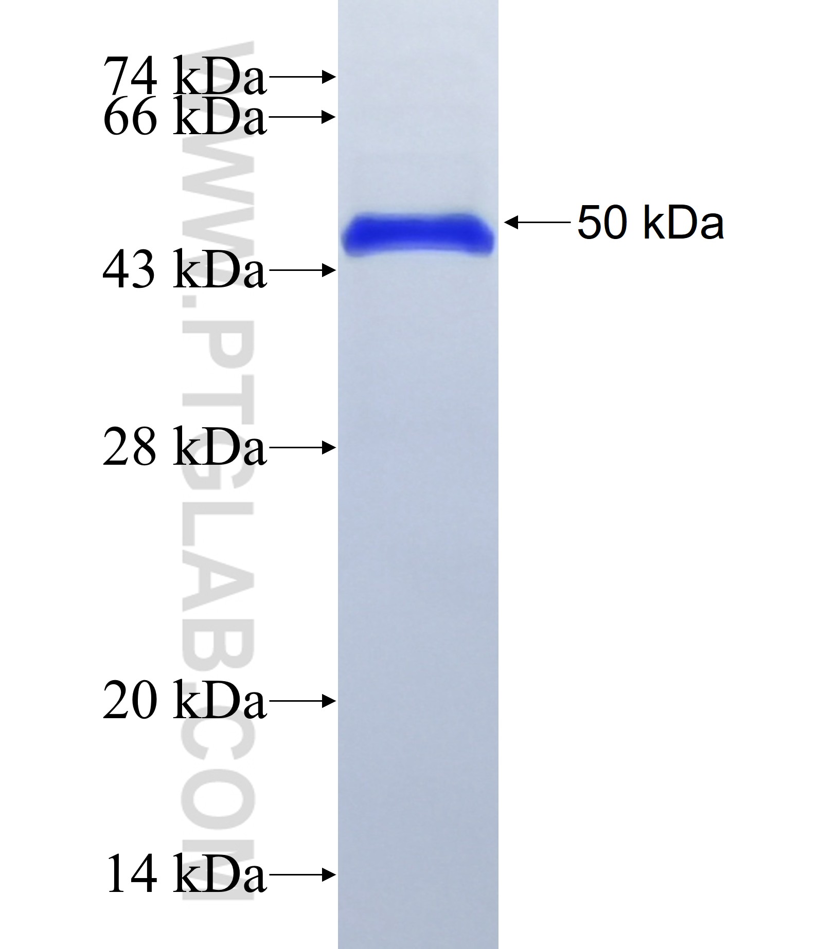 OIT3 fusion protein Ag36932 SDS-PAGE OIT3 fusion protein Ag36932 SDS-PAGE