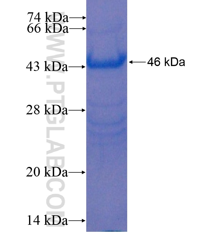 AMY fusion protein Ag0125 SDS-PAGE