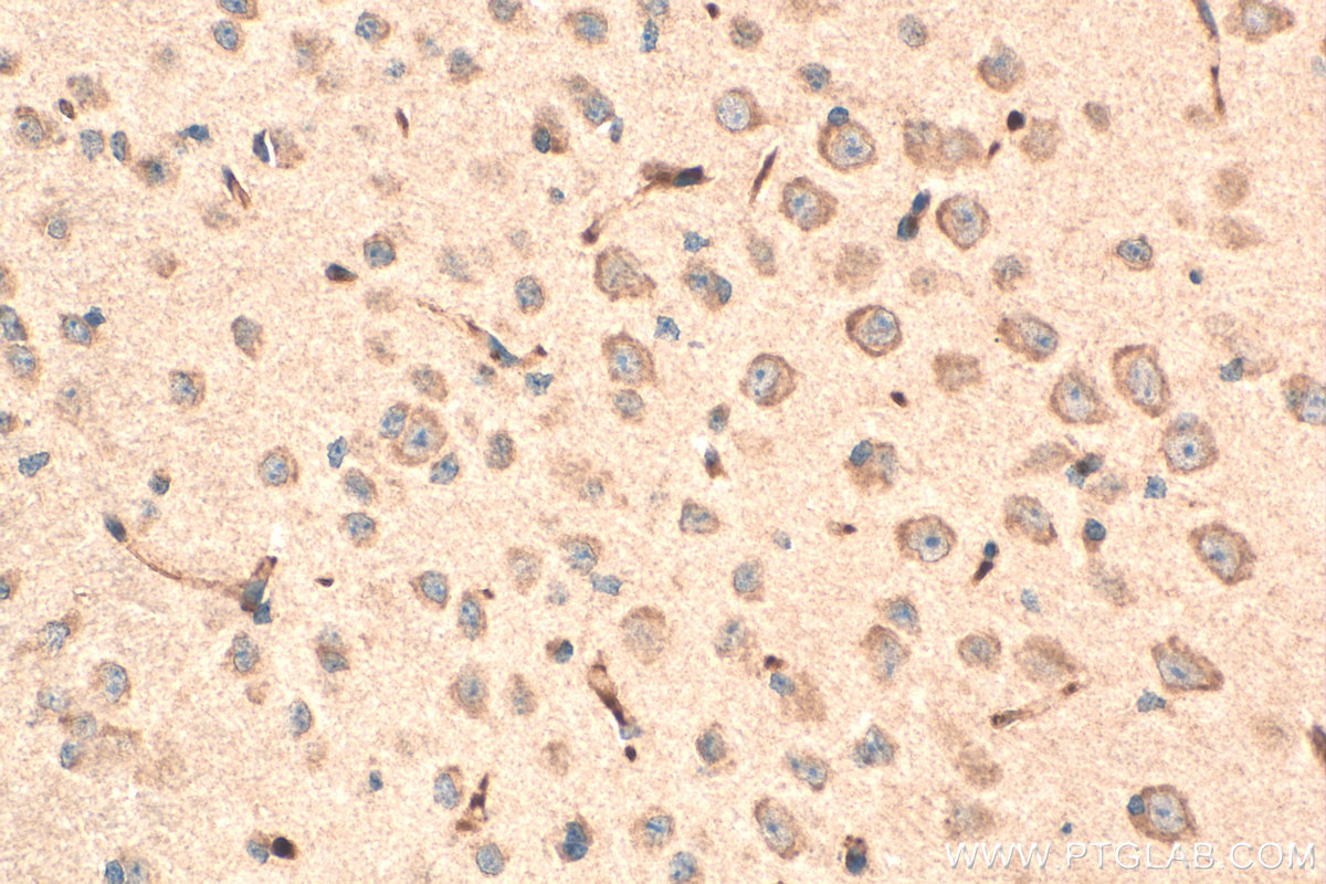 Immunohistochemical analysis of paraffin-embedded mouse brain tissue slide using 12596-1-AP (OLFM3 antibody) at dilution of 1:200 (under 40x lens). Heat mediated antigen retrieval with Tris-EDTA buffer (pH 9.0). IHC staining of mouse brain using 12596-1-AP