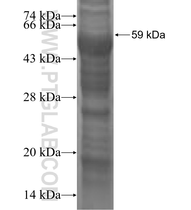 OLFM3 fusion protein Ag3207 SDS-PAGE