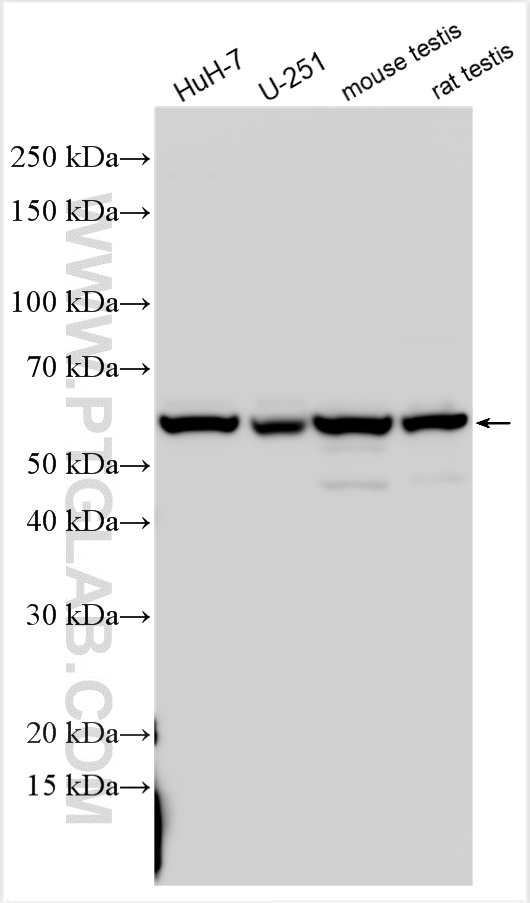 WB analysis using 31165-1-AP