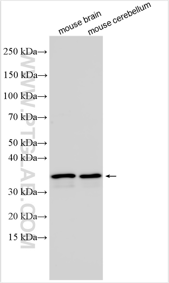 WB analysis using 26763-1-AP