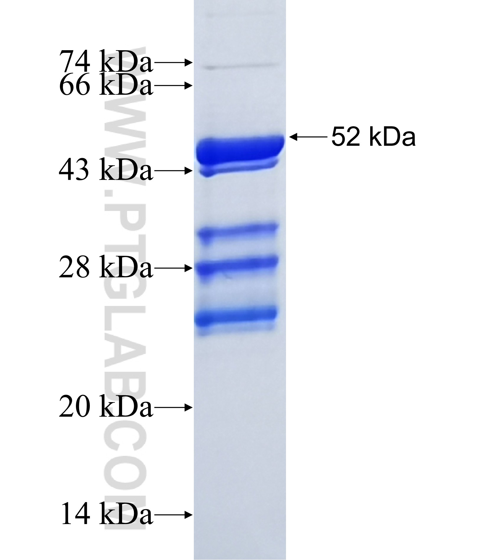 OLIG1 fusion protein Ag6916 SDS-PAGE OLIG1 fusion protein Ag6916 SDS-PAGE