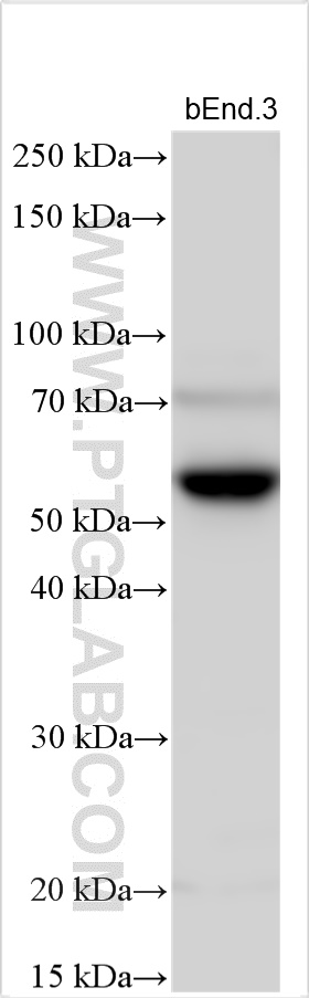 WB analysis using 11837-1-AP