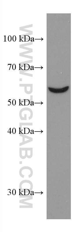 WB analysis of NIH/3T3 using 67449-1-Ig