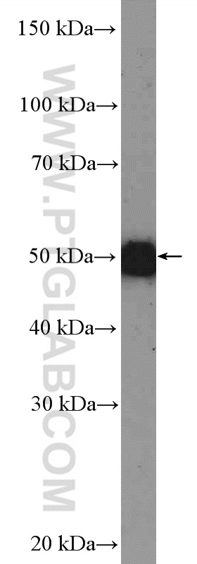 OMG Polyclonal antibody