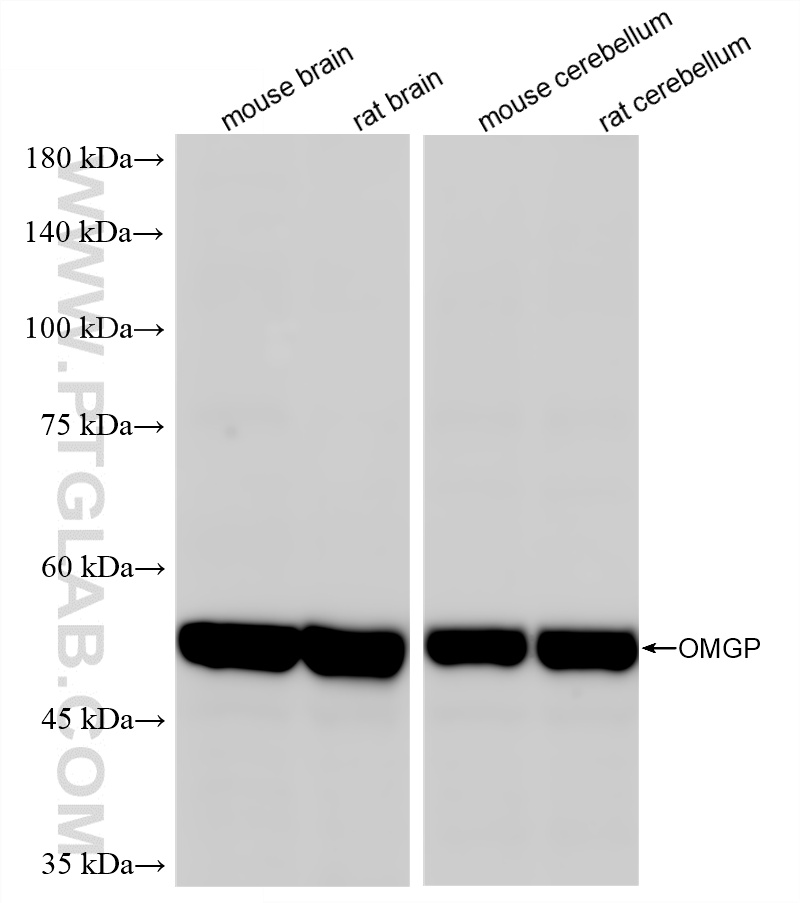 Various lysates were subjected to SDS PAGE followed by western blot with 86584-1-RR (OMGP antibody) at dilution of 1:2000 incubated at room temperature for 1.5 hours. WB analysis using 86584-1-RR