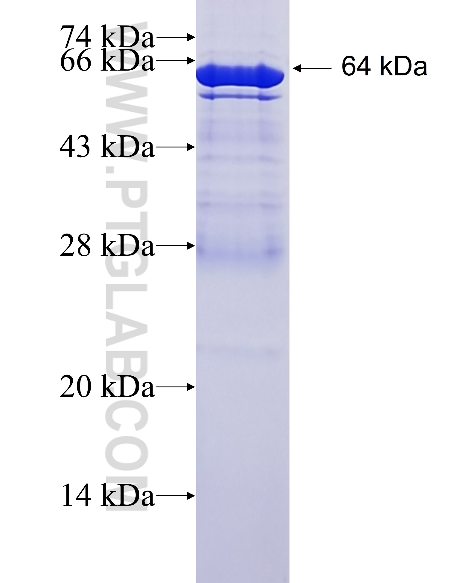 OMG fusion protein Ag3210 SDS-PAGE