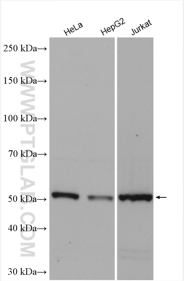 WB analysis using 21916-1-AP