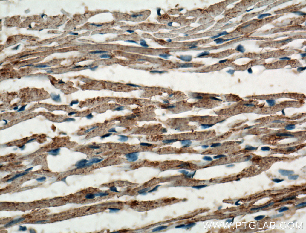IHC staining of mouse heart using 27733-1-AP