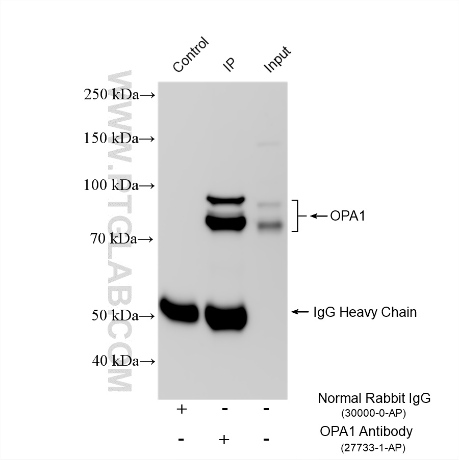 IP experiment of mouse brain using 27733-1-AP