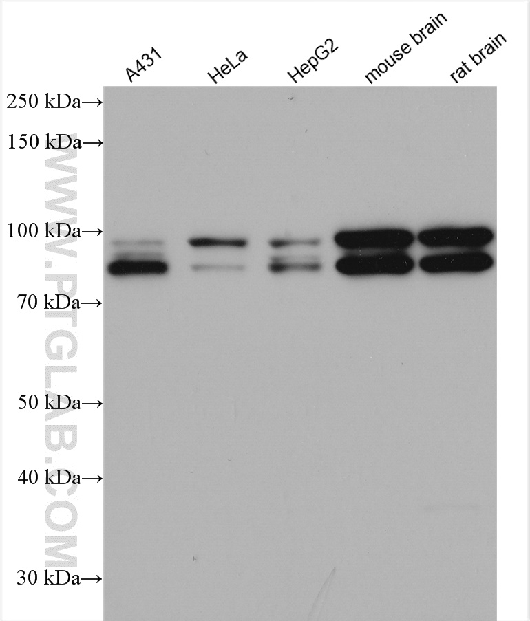 WB analysis using 27733-1-AP