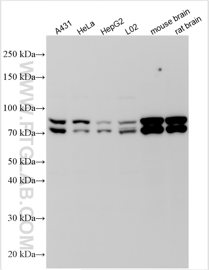 WB analysis using 27733-1-AP