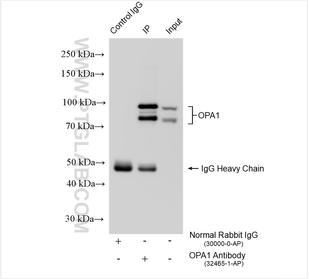 IP experiment of mouse brain using 32465-1-AP