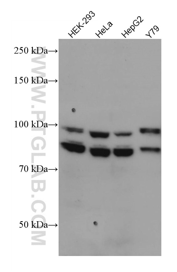 WB analysis using 66583-1-Ig