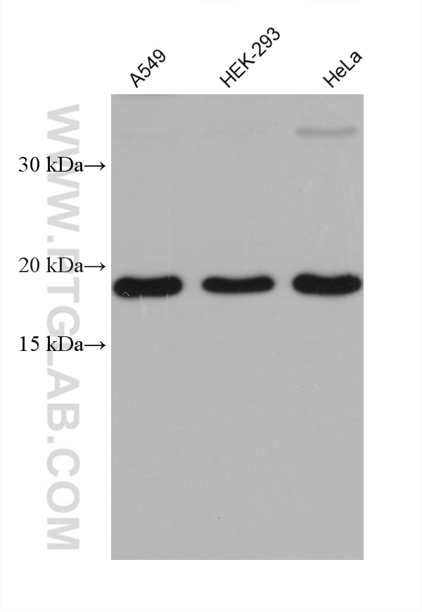 WB analysis using 68241-1-Ig