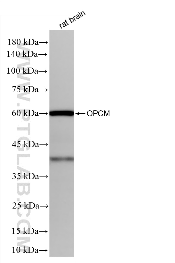 WB analysis of rat brain using 87815-1-RR WB analysis of rat brain using 87815-1-RR