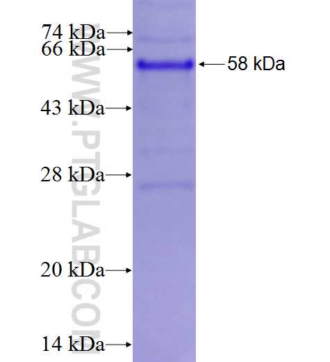OPN, SPP1 fusion protein Ag22588 SDS-PAGE