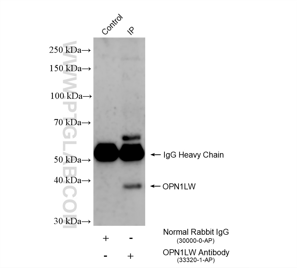 IP experiment of rat retina using 33320-1-AP