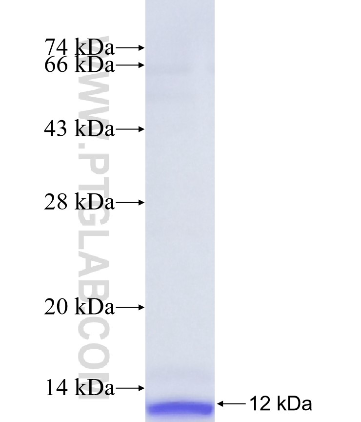 OPN1LW fusion protein Ag37886 SDS-PAGE OPN1LW fusion protein Ag37886 SDS-PAGE