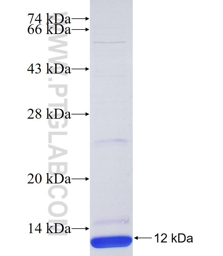 OPN1MW fusion protein Ag34183 SDS-PAGE