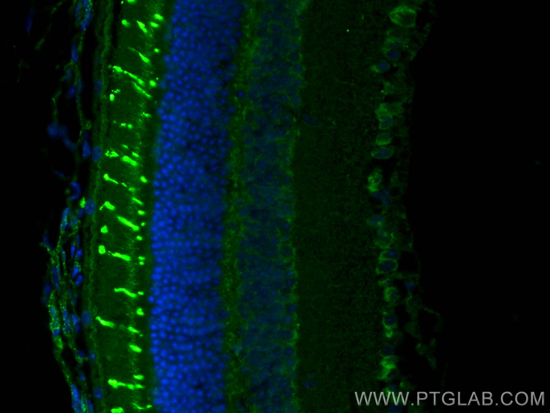 IF Staining of mouse eye using 24660-1-AP