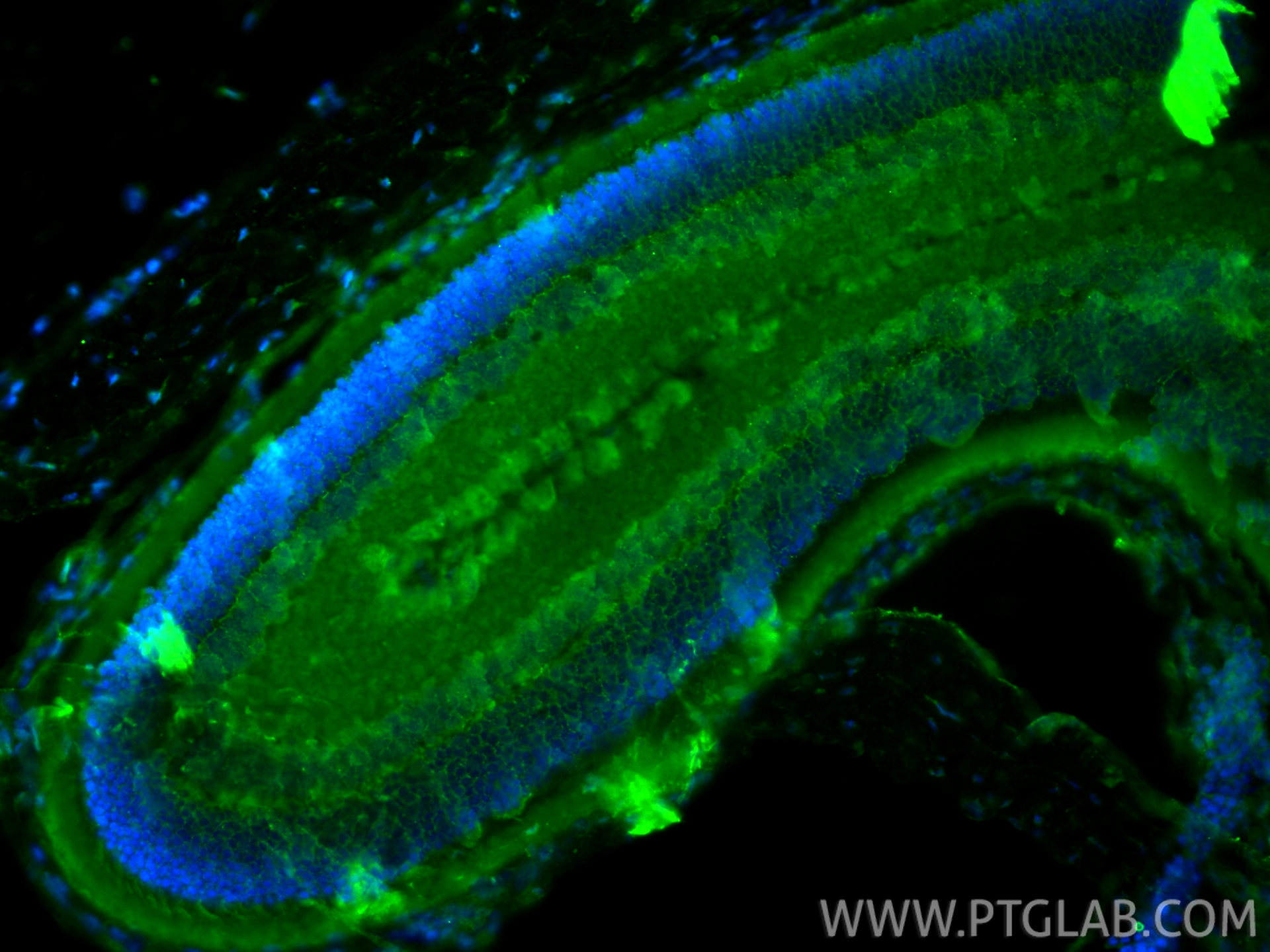 Immunofluorescent analysis of (4% PFA) fixed paraffin-embedded rat eye tissue using OPN1SW antibody (24660-1-AP) at dilution of 1:400 and CoraLite®488-Conjugated Goat Anti-Rabbit IgG(H+L) (<a class='green' href='/productredirect?CatalogNo=SA00013-2' target='_blank'>SA00013-2</a>). Heat mediated antigen retrieval with Tris-EDTA buffer (pH 9.0). IF Staining of rat eye using 24660-1-AP