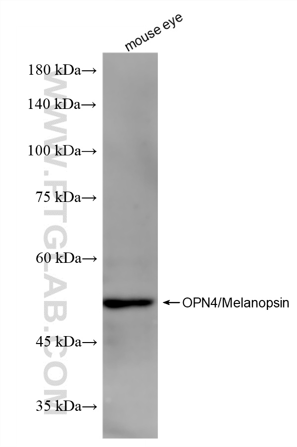 WB analysis of mouse eye using 87397-1-RR (same clone as 87397-1-PBS)