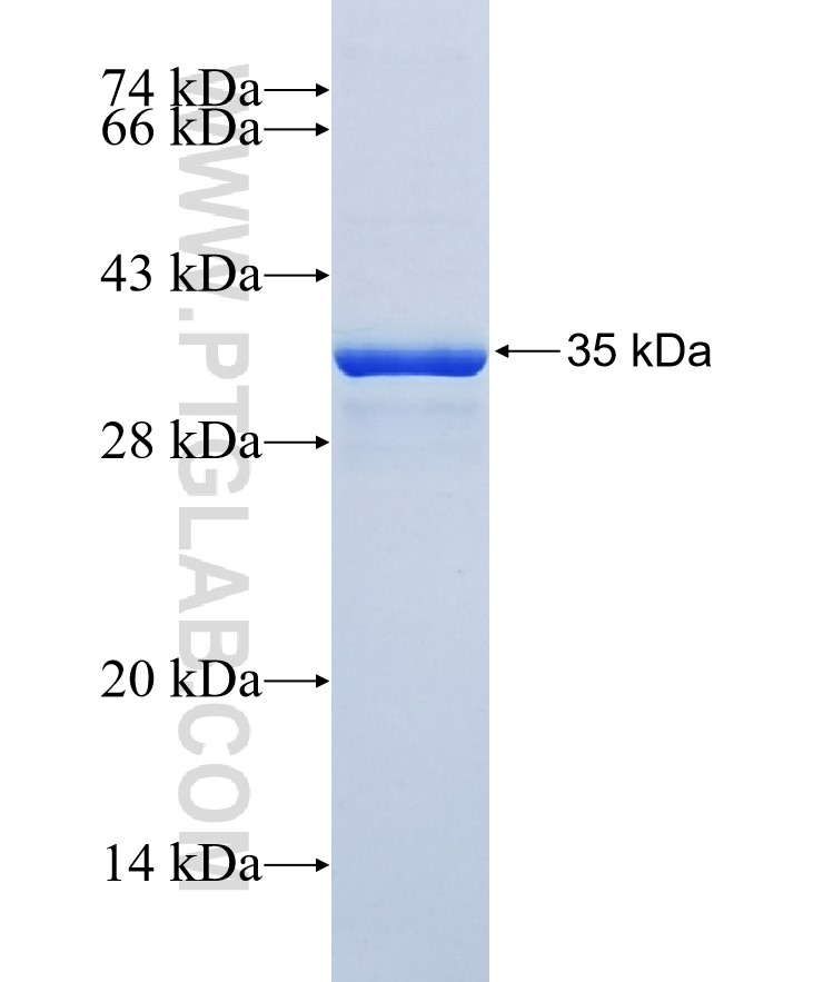 OPRK1 fusion protein Ag37599 SDS-PAGE