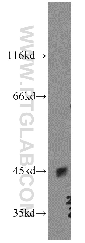 WB analysis of HeLa using 12970-1-AP