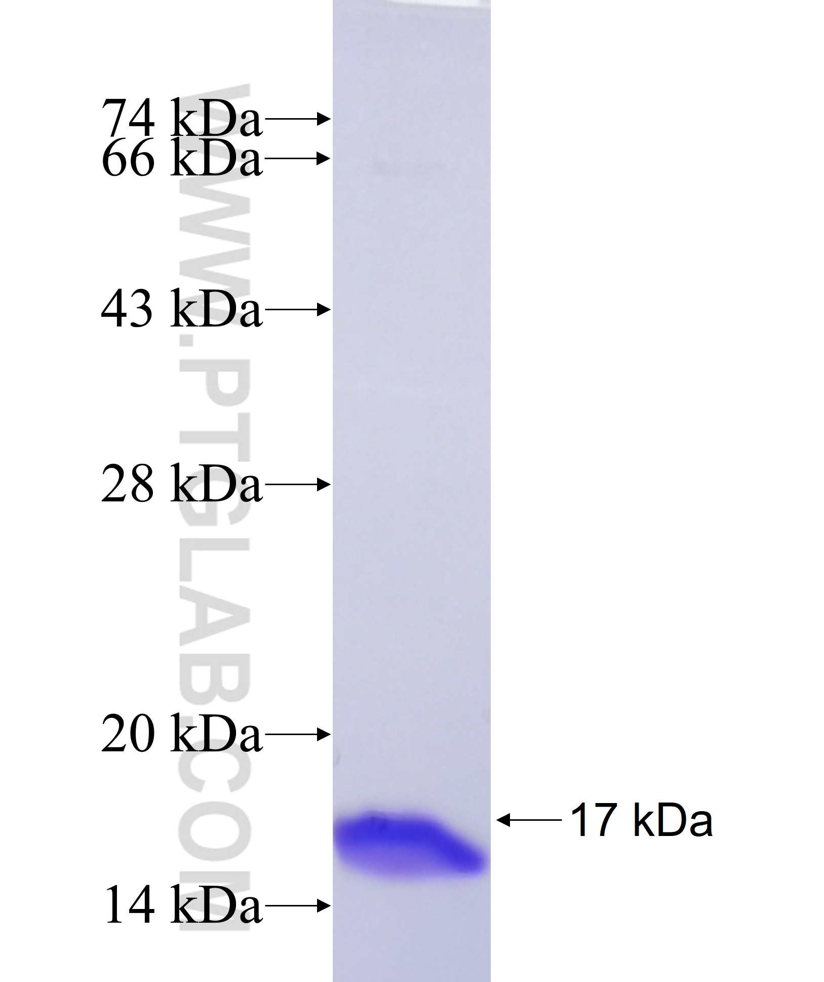 OPRM1 fusion protein Ag37153 SDS-PAGE OPRM1 fusion protein Ag37153 SDS-PAGE