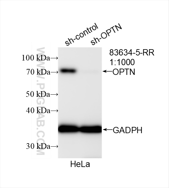 WB analysis of HeLa using 83634-5-RR (same clone as 83634-5-PBS)