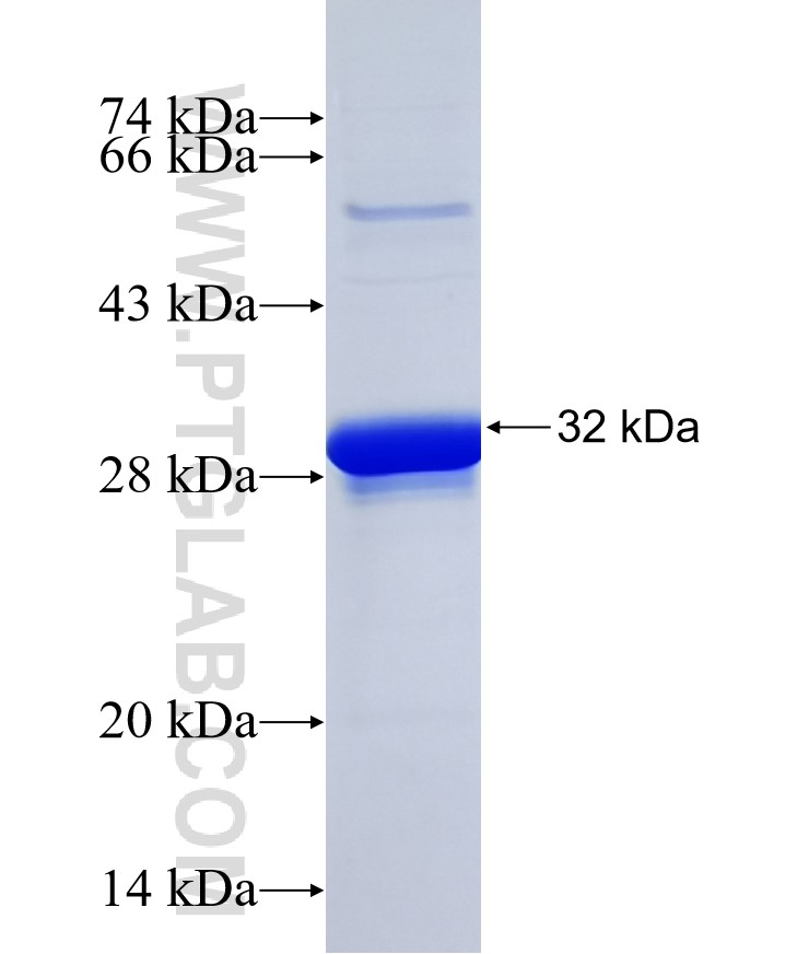 OR10A5 fusion protein Ag14922 SDS-PAGE OR10A5 fusion protein Ag14922 SDS-PAGE