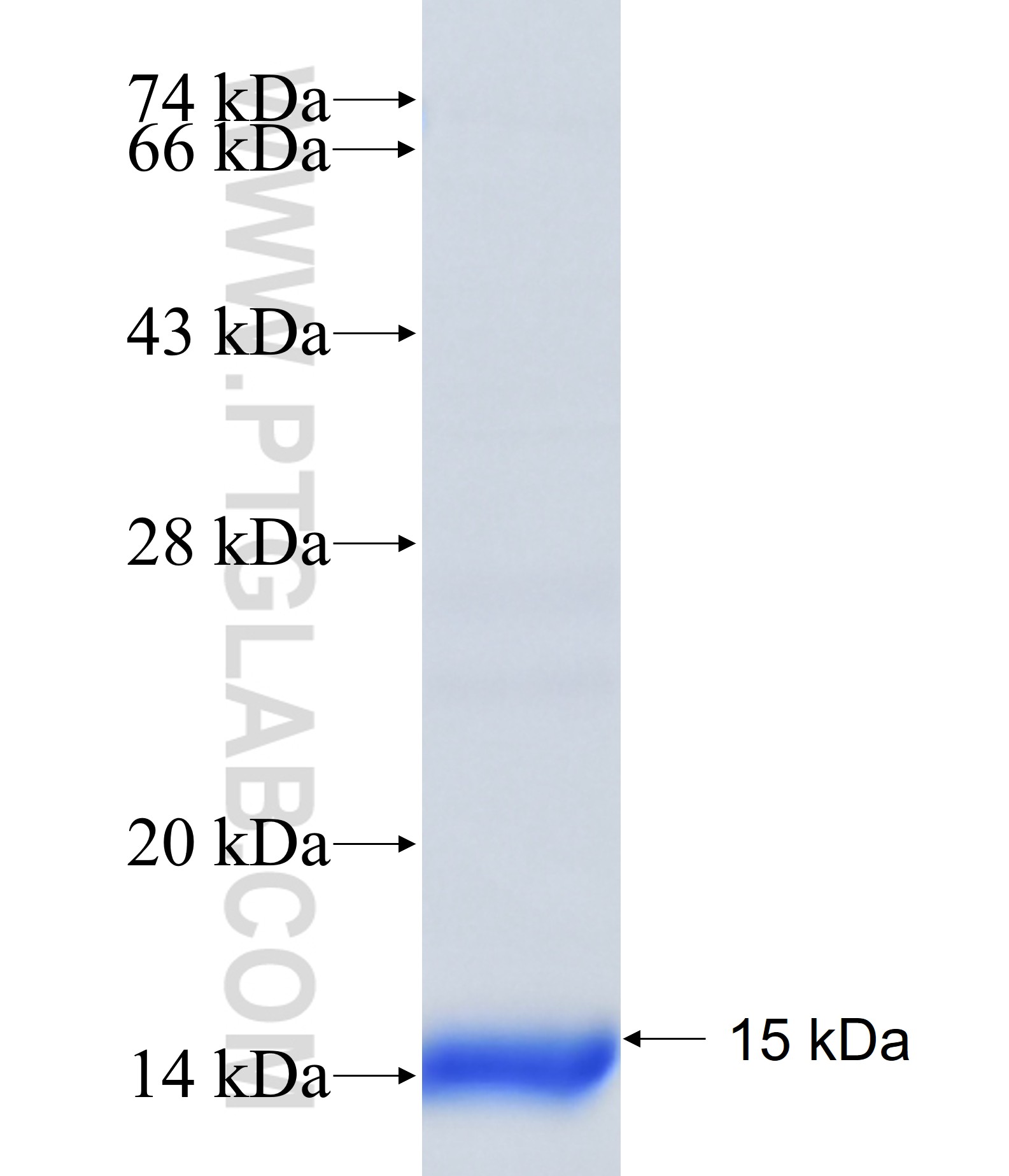 OR51E2 fusion protein Ag39467 SDS-PAGE OR51E2 fusion protein Ag39467 SDS-PAGE