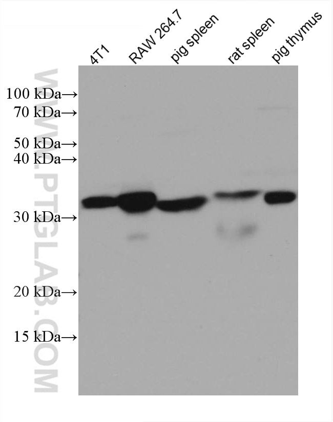 WB analysis using 66223-1-Ig