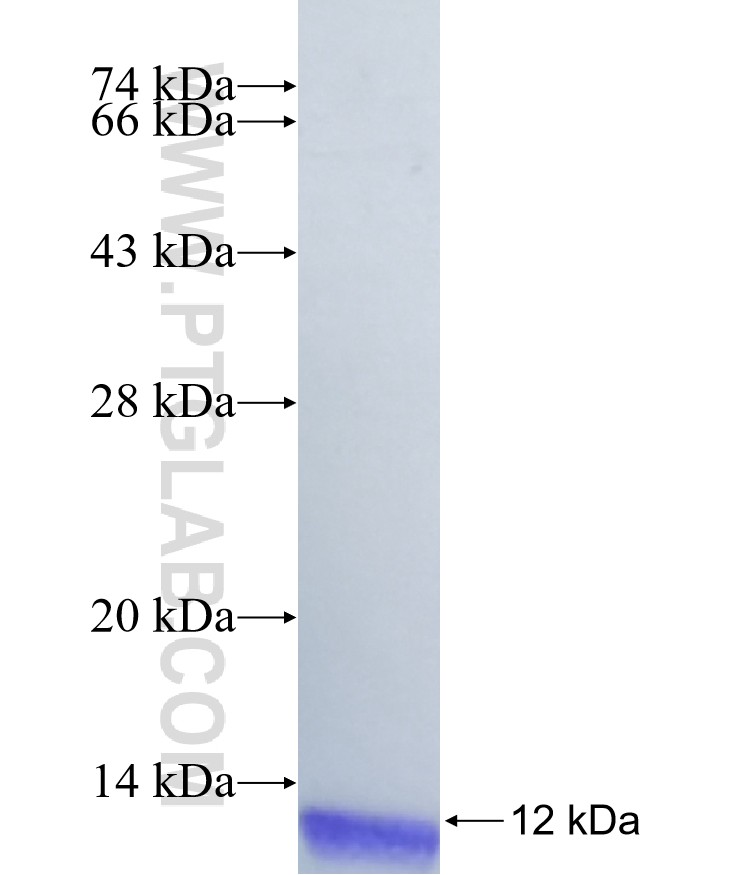 ORAI2 fusion protein Ag40381 SDS-PAGE ORAI2 fusion protein Ag40381 SDS-PAGE