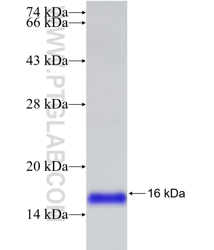 ORAI2 fusion protein Ag14527 SDS-PAGE ORAI2 fusion protein Ag14527 SDS-PAGE