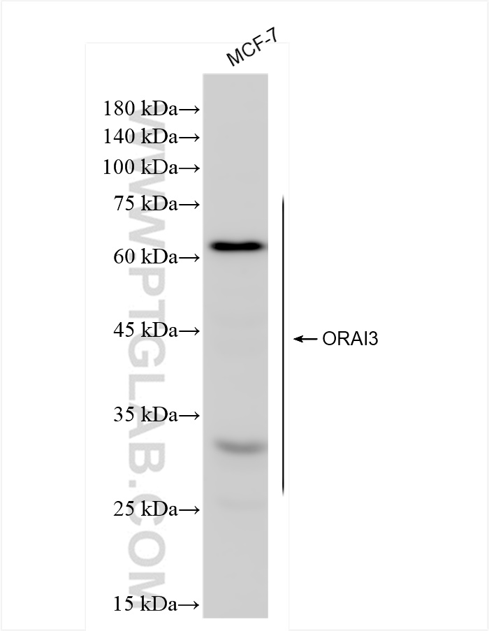 WB analysis of MCF-7 using 84340-2-RR (same clone as 84340-2-PBS)