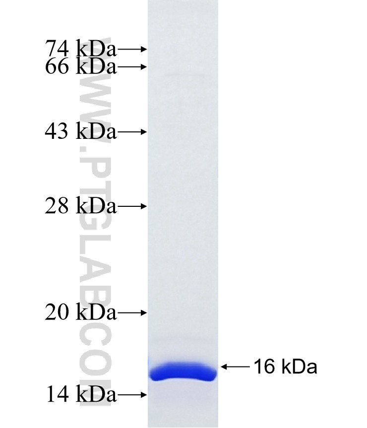ORAI3 fusion protein Ag40166 SDS-PAGE