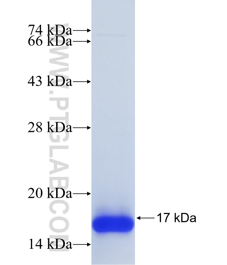 ORAI3 fusion protein Ag40767 SDS-PAGE ORAI3 fusion protein Ag40767 SDS-PAGE