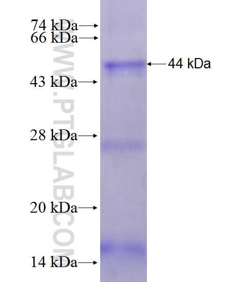 ORC1L fusion protein Ag28120 SDS-PAGE ORC1L fusion protein Ag28120 SDS-PAGE