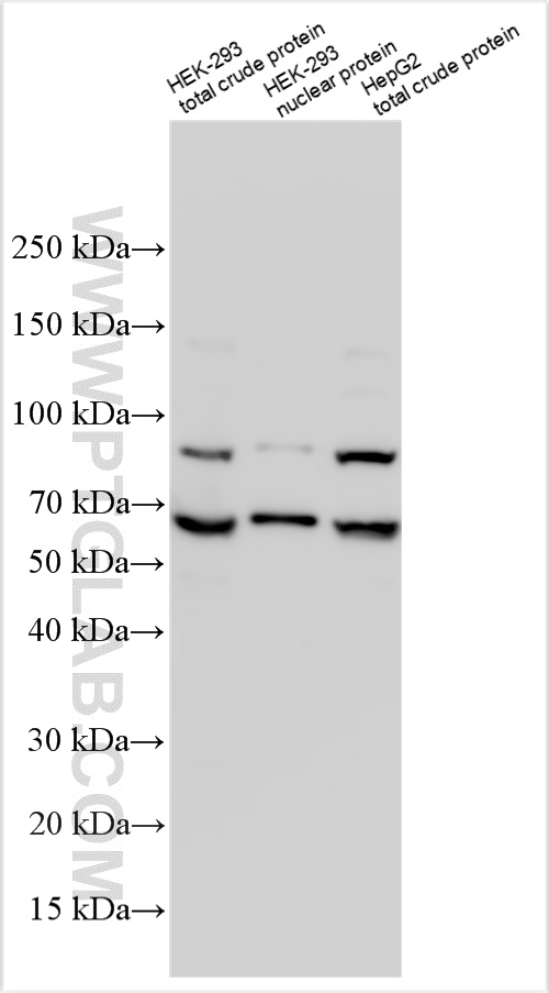 WB analysis using 32429-1-AP