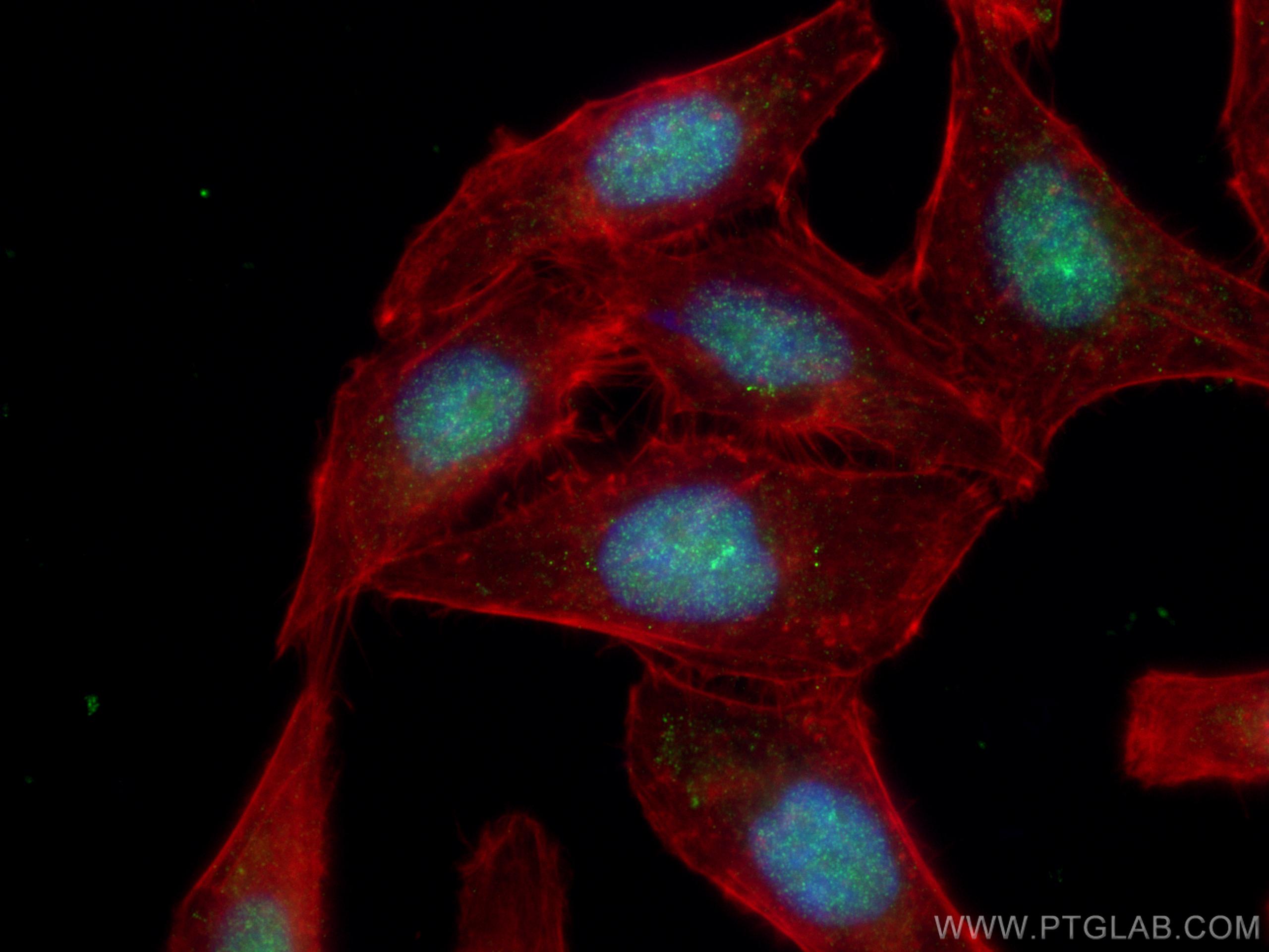 IF Staining of HepG2 using 11542-1-AP