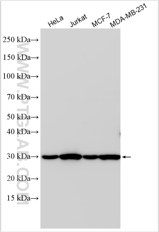 WB analysis using 17784-1-AP